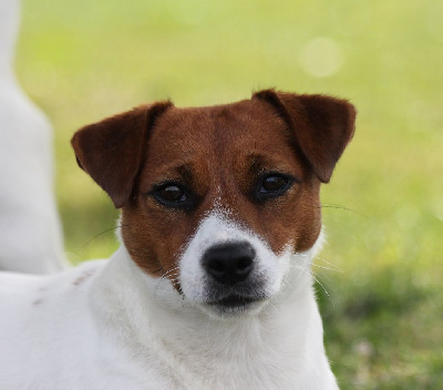 Étalon Jack Russell Terrier - fortuna fox Jalila