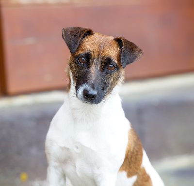 Étalon Jack Russell Terrier - scally serra kipikee D'Austral Et Boréal