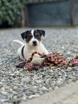 Étalon Jack Russell Terrier - Instant implosion di eolohouse