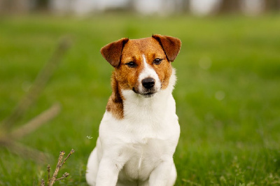 Étalon Jack Russell Terrier - Uptown girl Du Bois De Capsil