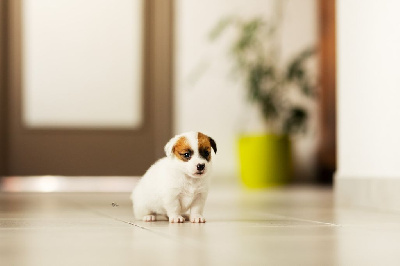 Étalon Jack Russell Terrier - Victoria's secret De L'arche De Chambord