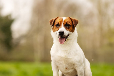 Étalon Jack Russell Terrier - olener getik Nano