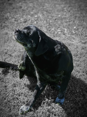 Étalon Labrador Retriever - TR. Izzy Du domaine d'orloup