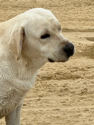 Étalon Labrador Retriever - Sirima De sandie landes