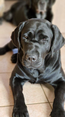 Étalon Labrador Retriever - Raven de la Tour Farmina