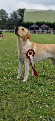 Étalon Labrador Retriever - Utena Du domaine d'orloup