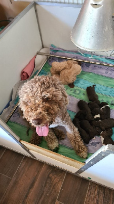 Étalon Lagotto Romagnolo - Toupie Du Mas Des Lagottines