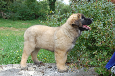 Étalon Leonberger - Viti levu Du Charme De Montrésor