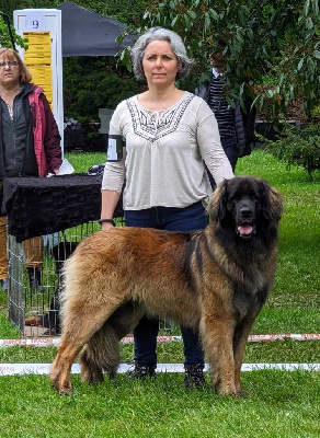 Étalon Leonberger - Klusia dite thrud psia psota