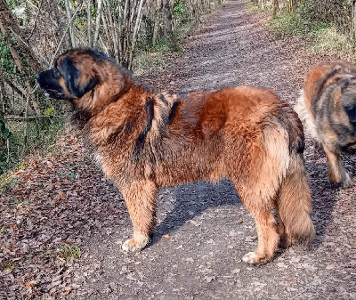 Étalon Leonberger - Raspberry sweet chutney de l'arche de caux