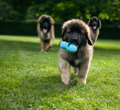 Étalon Leonberger - Verone Du Charme De Montrésor