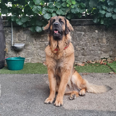 Étalon Leonberger - Almond Hill's Kingdom Tia hajna