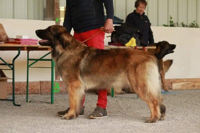 Étalon Leonberger - Titane rosadjah de la Citadelle D'Hermance