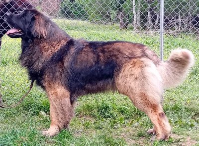 Étalon Leonberger - Rônin de l'arche de caux