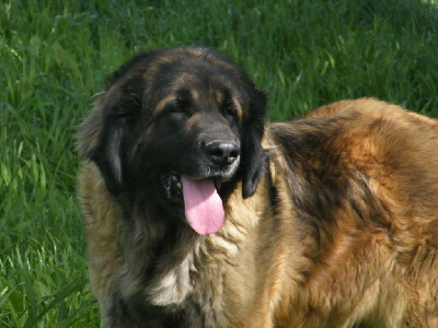 Étalon Leonberger - Philomene du Bonnie Blue Flag