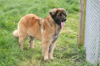 Étalon Leonberger - Theylia De La Ferme De La Couronne