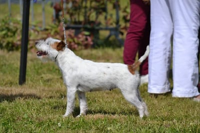 Étalon Parson Russell Terrier - Silver magic Da Beira Alta