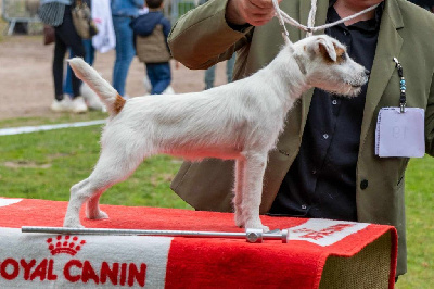 Étalon Parson Russell Terrier - vixenview Beretta