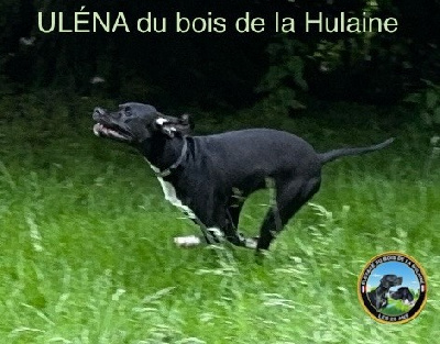 Étalon Pointer - Uléna du bois de la Hulaine