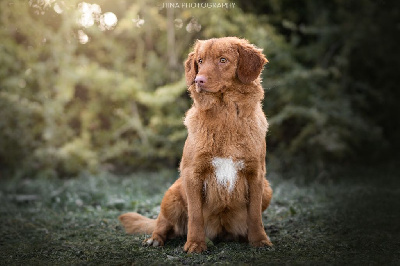 Étalon Retriever de la Nouvelle-Ecosse - too smart Rowena