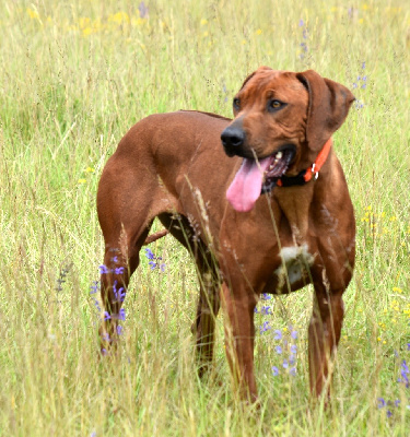 Étalon Rhodesian Ridgeback - Sierra De la Ferme de la Pessoutie