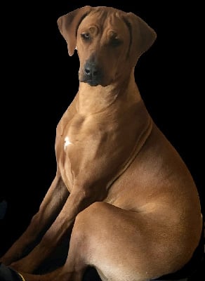 Étalon Rhodesian Ridgeback - Saga des Terres Lointaines