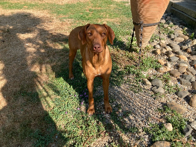 Étalon Rhodesian Ridgeback - Shakira Viking Stamm