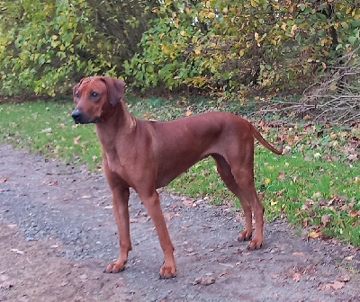 Étalon Rhodesian Ridgeback - Tagane nekoa des prouillacs