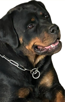 Étalon Rottweiler - Assia delle abbadesse delle abbadesse