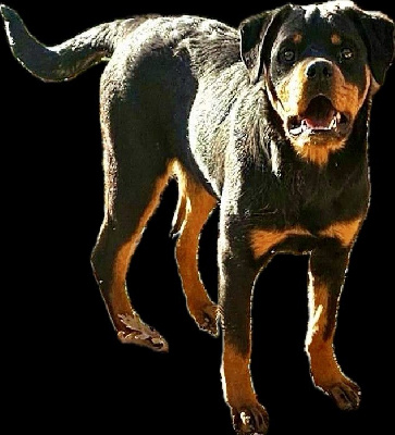 Étalon Rottweiler - Utah Vom Weinberges Der Hunde