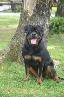 Étalon Rottweiler - Luna Du Royaume De L'Occitanie