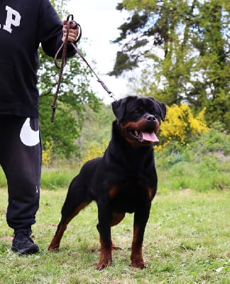 Étalon Rottweiler - Uhaïna Du Temple D'Adranos