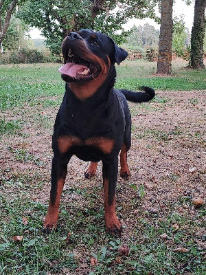 Étalon Rottweiler - Sakura Hirten Von Rottweil