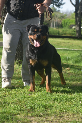 Étalon Rottweiler - Tosca Du Royaume De L'Occitanie