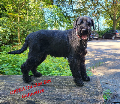 Étalon Schnauzer Geant - Opera du clos des galinettes