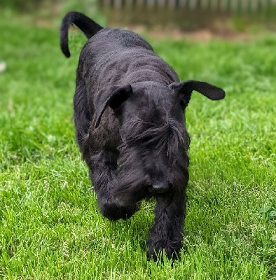 Étalon Schnauzer miniature - Klaus 1 de aduana