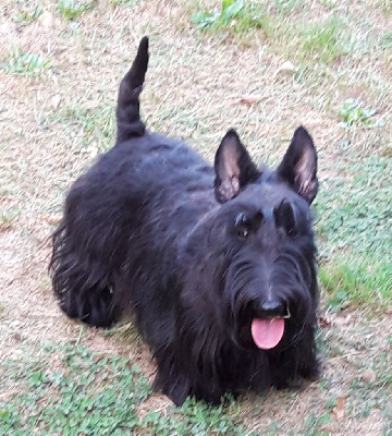 Étalon Scottish Terrier - Twinny du manoir des presles