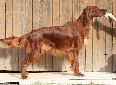 Étalon Setter irlandais rouge - Palma de Caramels