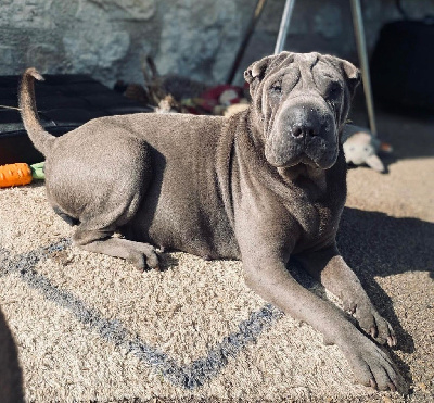 Étalon Shar Pei - Shu du hameau des perles d'asie