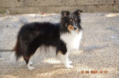 Étalon Shetland Sheepdog - Sheena black Des Amours Du Bois De Fer