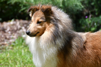 Étalon Shetland Sheepdog - Une belle idée de la source du Montet