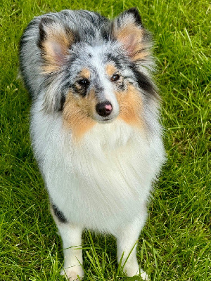 Étalon Shetland Sheepdog - Un diamant bleu de russie De goas-froment