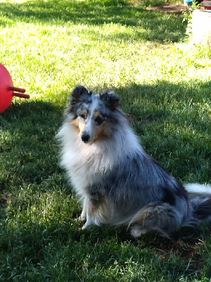 Étalon Shetland Sheepdog - Sancy blue milady Des mille Eclats des Tournesols