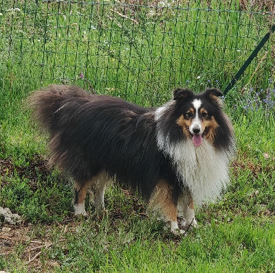 Étalon Shetland Sheepdog - S'ir des terres vertes de l'avesnois