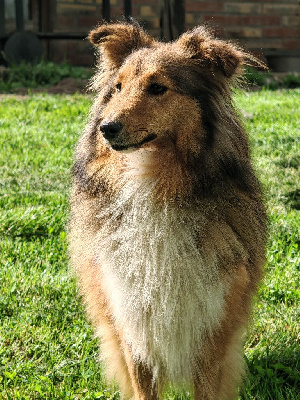 Étalon Shetland Sheepdog - Sahel la frimousse Du Domaine De La Pruneraie