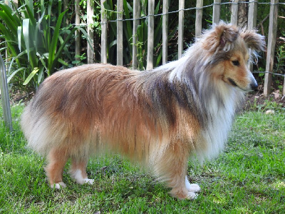 Étalon Shetland Sheepdog - Une merveille du sapin epineux