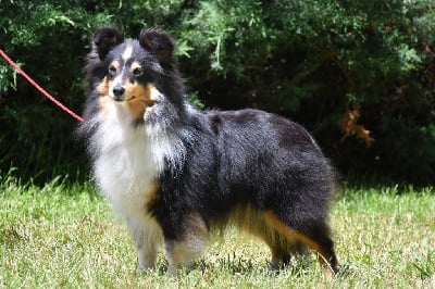 Étalon Shetland Sheepdog - Reference divine de la source du Montet