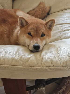 Étalon Shiba - Umi des cinq vallées blanches