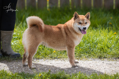 Étalon Shiba - Skittles dite scarlette du domaine de l'ouette