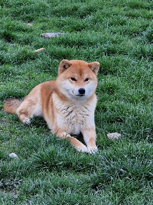 Étalon Shiba - Tsuki des cinq vallées blanches